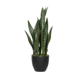 SANSEVIERIA zöld mű anyósnyelv 70 cm fekete nevelőcserépben, fehér háttér előtt