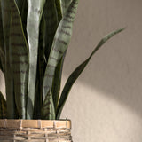 SANSEVIERIA mű anyósnyelv leveleinek közeli részlete természetes fényben