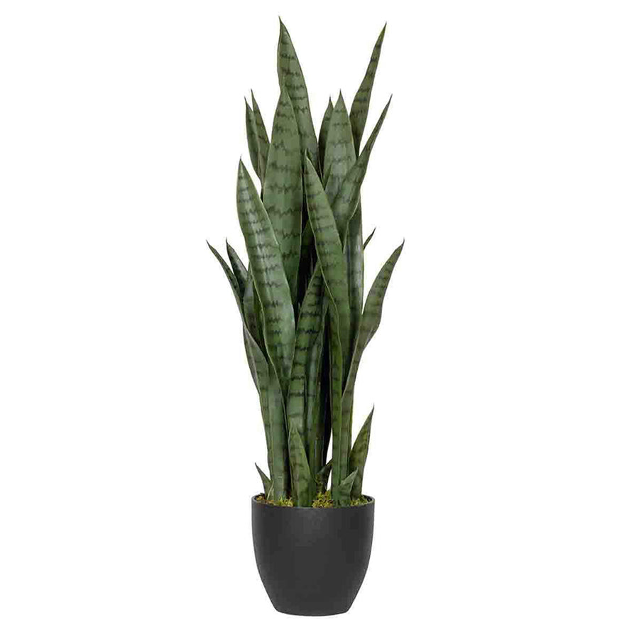 SANSEVIERIA zöld mű anyósnyelv 85 cm fekete nevelőcserépben, fehér háttér előtt