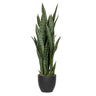 SANSEVIERIA zöld mű anyósnyelv 85 cm fekete nevelőcserépben, fehér háttér előtt