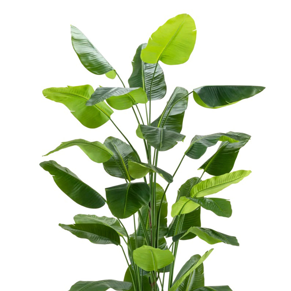 A STRELITZIA DELUXE Real Touch lombjának részlete, világos és sötétzöld, erezett levelekkel és hullámzó levélszélekkel.