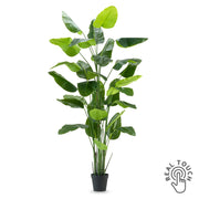 STRELITZIA DELUXE óriás zöld mű strelitzia 300 cm, széles Real Touch levelekkel, hosszú zöld szárakkal és fekete alapcseréppel.