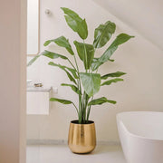 Élethű Strelitzia Nicolai mű strelitzia 180 cm magas, banánlevél-szerű levelekkel