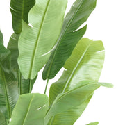 Real Touch strelitzia Nicolai mű növény részletfotó, természetes hatású levelekkel