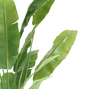 STRELITZIA NICOLAI zöld mű strelitzia 215 cm