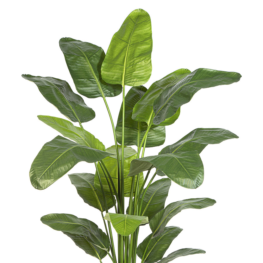 STRELITZIA NICOLAI zöld mű strelitzia 220 cm, közeli kép a levelekről.