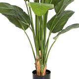 STRELITZIA NICOLAI zöld mű strelitzia részletfotója a szárról és a fekete ültetőkaspóról.