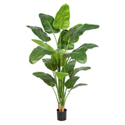 STRELITZIA NICOLAI zöld mű strelitzia 220 cm, fehér hátteres termékfotó.