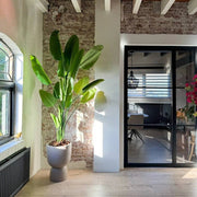 Trópusi hangulatú, óriás strelitzia műnövény nappaliban, elegáns kerámia kaspóban.