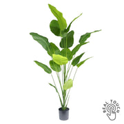 Élethű, 210 cm magas Real Touch strelitzia műnövény fekete cserépben, modern beltéri dekorációhoz.