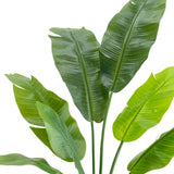 Mű strelitzia nagy levelei közelről