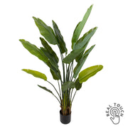 Teljes méretű zöld mű strelitzia növény fekete kaspóban, 180 cm magas.