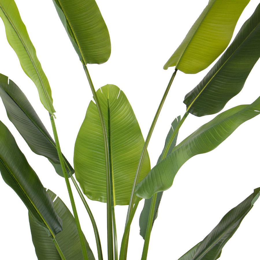STRELITZIA zöld mű strelitzia leveleinek közeli fotója.
