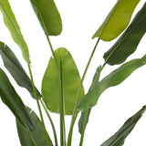 STRELITZIA zöld mű strelitzia leveleinek közeli fotója.
