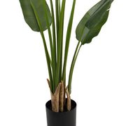 STRELITZIA zöld mű strelitzia leveleinek és fekete ültetőkaspójának közeli képe.