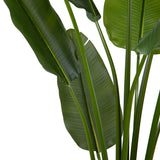 STRELITZIA zöld mű strelitzia leveleinek közeli fotója.