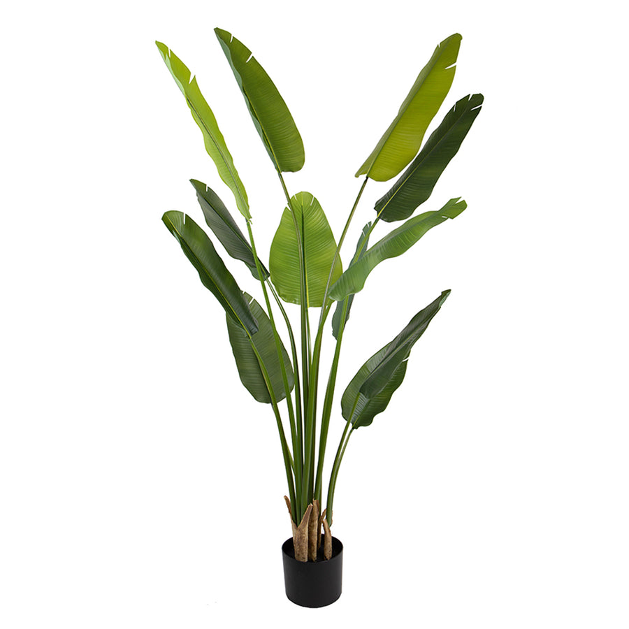 STRELITZIA zöld mű strelitzia 210 cm, fehér hátteres termékfotó.