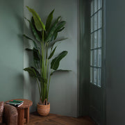 STRELITZIA zöld mű strelitzia 260 cm, szürke előtérben, kosár kaspóban.