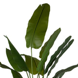 STRELITZIA zöld mű strelitzia közeli fotója a levelekről.