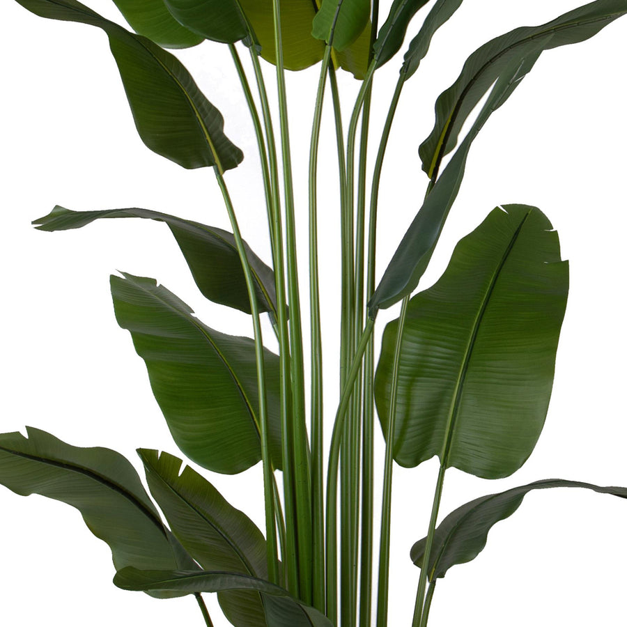 STRELITZIA zöld mű strelitzia közeli fotója a levelekről.