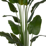 STRELITZIA zöld mű strelitzia közeli fotója a levelekről.