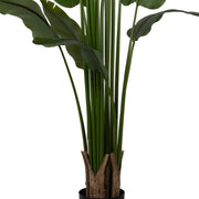 STRELITZIA zöld mű strelitzia közeli fotója a növény száráról .