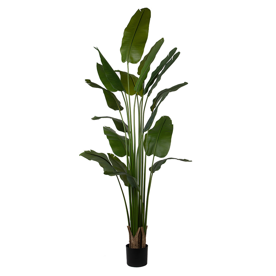 STRELITZIA zöld mű strelitzia 260 cm, fehér hátteres termékfotó.