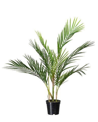 Mű areca pálma.
