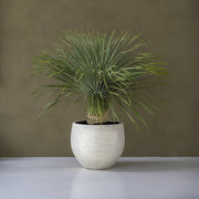 Urban Jumbo Orb M kaspó elefántcsont színben, magasra növő zöld növénnyel, minimalista beltéri környezetben