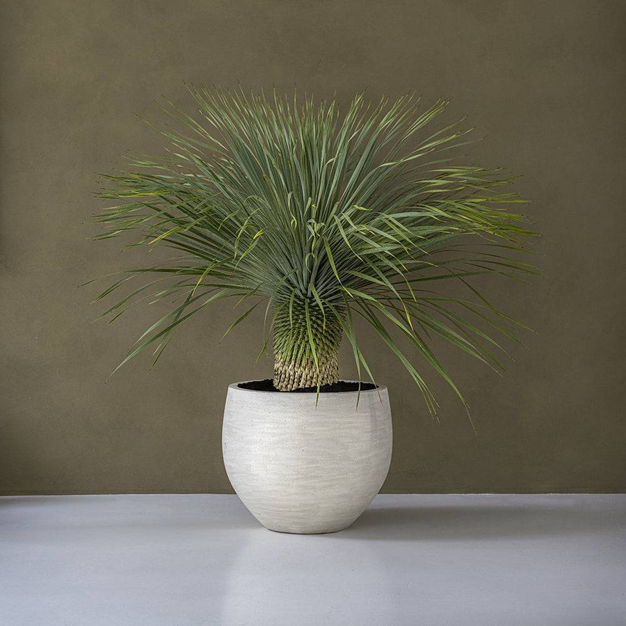 Urban Jumbo Orb M kaspó elefántcsont színben, magasra növő zöld növénnyel, minimalista beltéri környezetben