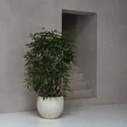 rban Jumbo Orb M kaspó elefántcsont színben, magasra növő zöld növénnyel, minimalista beltéri környezetben