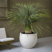 Trópusi növénnyel beültetett Urban Jumbo Orb M kaspó elefántcsont árnyalatban, modern enteriőrben, design fotellel