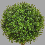 Zöld színű buxus fa műnövény.