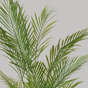 Zöld színű aranypálma műnövény.