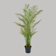 Zöld színű aranypálma műnövény.