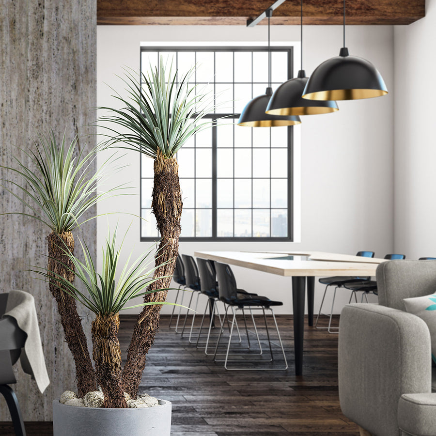 Yucca rostrata mű jukka pálma három ágas változata modern beltéri dekorációban, szürke kaspóban.