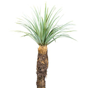 Részletfotó a kék jukka pálma jellegzetes szürkészöld leveleiről.