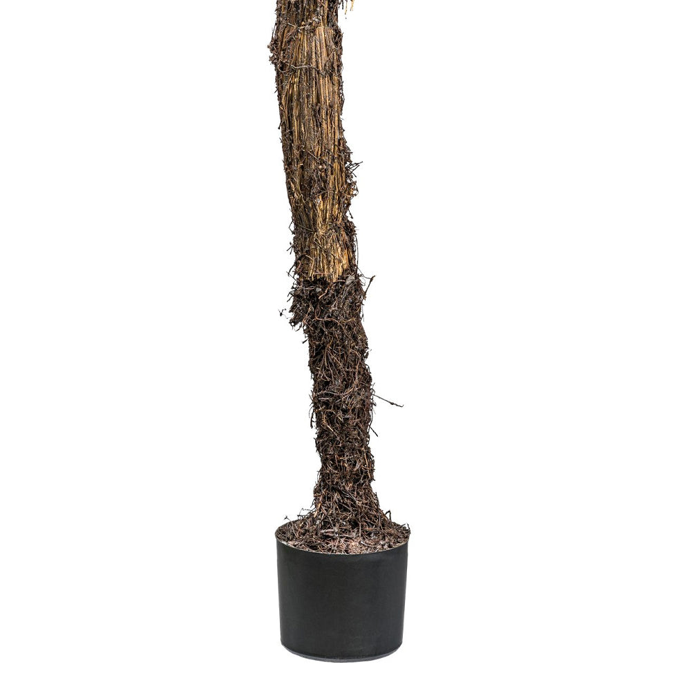 A Yucca rostrata mű jukka pálma rostos törzsének közelképe fekete kaspóval.