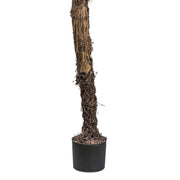 A Yucca rostrata mű jukka pálma rostos törzsének közelképe fekete kaspóval.