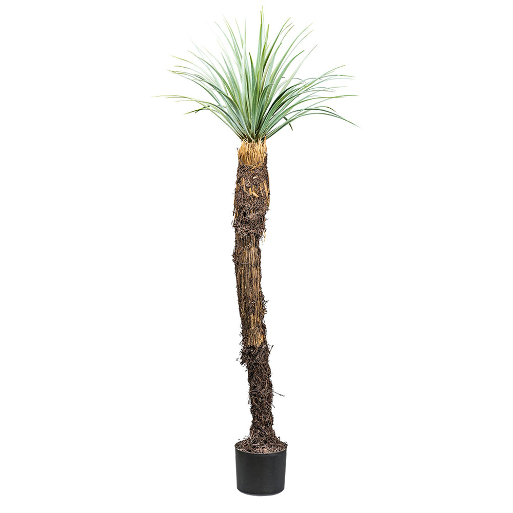 Élethű YUCCA ROSTRATA mű kék jukka pálma 150 cm fekete cserépben, fehér háttérrel.