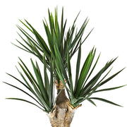 Yucca mű baby jukka sűrű, hegyes zöld levelekkel közelről.