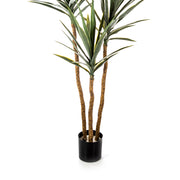 YUCCA De Luxe jukka pálma három barna törzsének és fekete cserepének részletfotója.