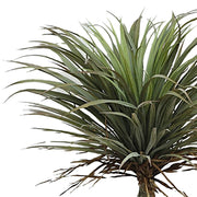 Yucca pálma műnövény részletfotó a levelekről