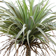 Yucca műnövény levelek közelről, élethű kidolgozásban