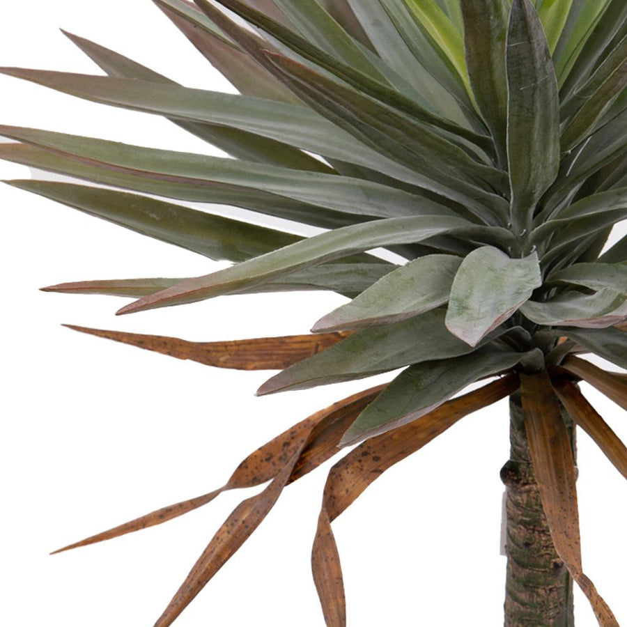 A jukka pálma leveleinek részletes fotója, barna elszáradt levelekkel.