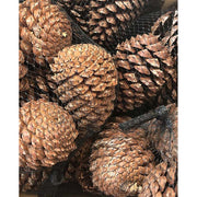 Prémium minőségű, első osztályú, kézzel válogatott 5 darabos minőségi fenyőtoboz szett, hálós kiszerelésbe csomagolva