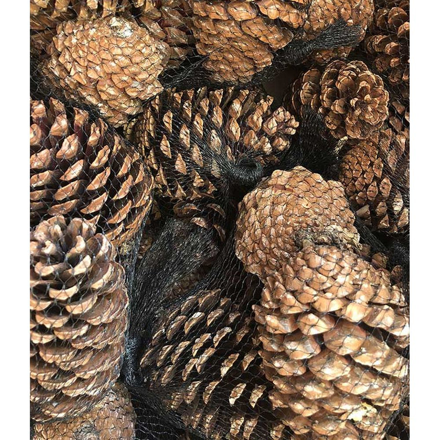 Prémium minőségű, első osztályú, kézzel válogatott 5 darabos minőségi fenyőtoboz szett, hálós kiszerelésbe csomagolva