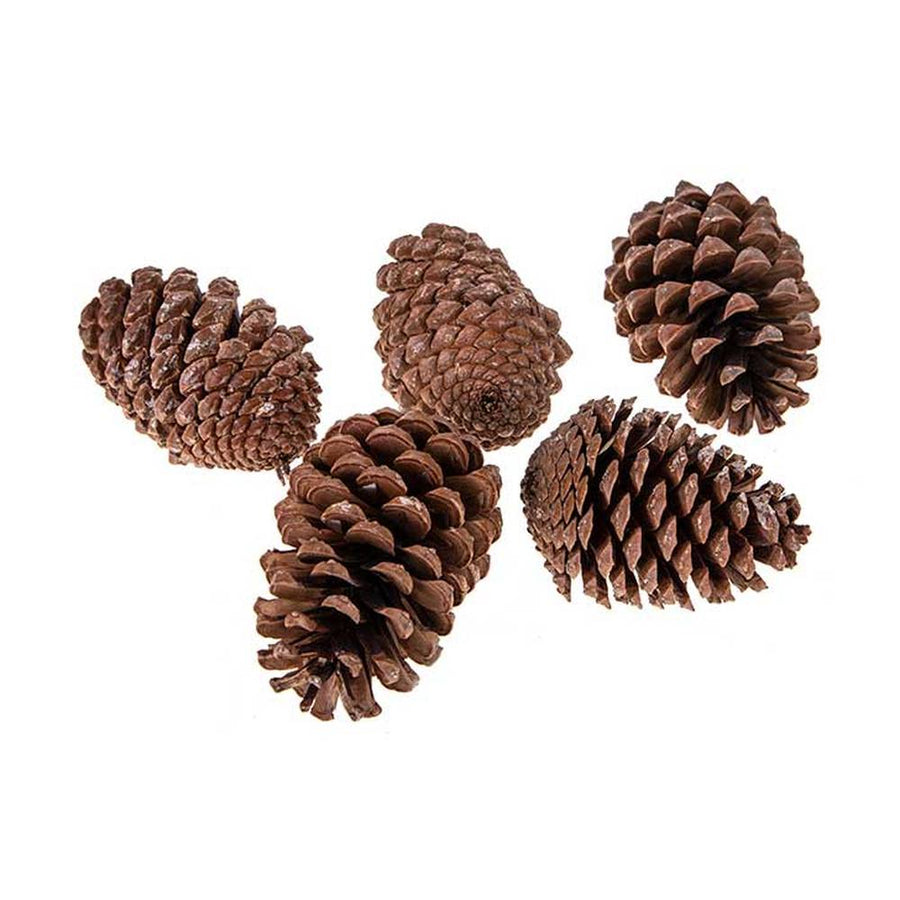 Prémium minőségű, első osztályú, kézzel válogatott 5 darabos minőségi fenyőtoboz szett, hálós kiszerelésbe csomagolva