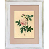 BOTANIC Redouté - Rózsa 47 cm
