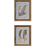 Hatdarabos botanikai páfrány gyűjtemény, üvegezve, olajozott fakeretben